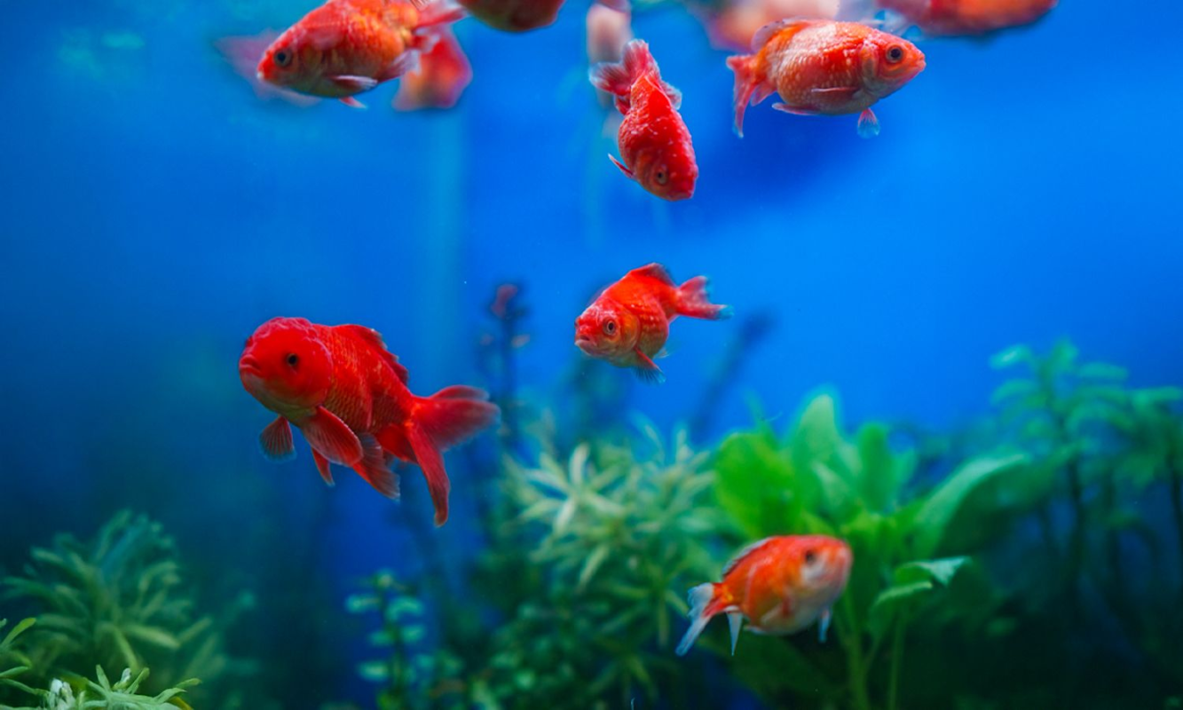 fashion-slideshow-01